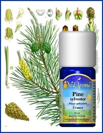 Pine Sylvester